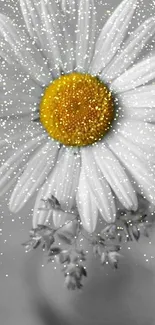 Yellow-centered daisy on gray background wallpaper.