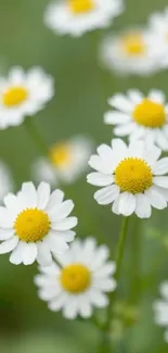 Close-up of daisies with white petals on a blurred green background.
