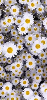 Mobile wallpaper with vibrant white daisies and yellow centers.