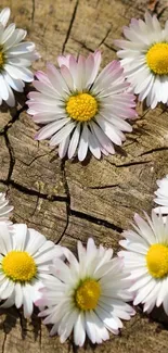 Daisies on a rustic wooden surface mobile wallpaper.