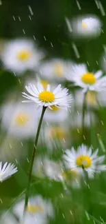 White daisies in gentle rain, a tranquil mobile wallpaper.