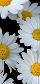 Mobile wallpaper featuring white daisies on a black background with yellow centers.