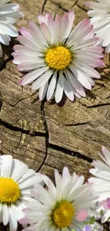 Daisy flowers on rough wood background, showcasing natural beauty.