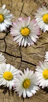 Beautiful daisy flowers on cracked wooden surface, showcasing nature's rustic charm.