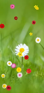 Single daisy in a green grassy field mobile wallpaper.