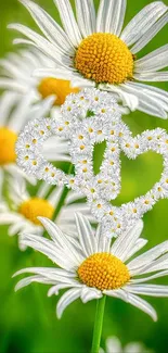 Daisy flowers forming a heart on a green background.