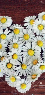 Heart-shaped daisy arrangement on wood background.