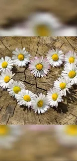 Daisy heart arrangement on rustic wooden background.