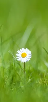 Single daisy in lush green grass mobile wallpaper.