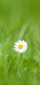 Single daisy in a lush green field, mobile phone wallpaper.