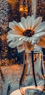 Daisy in a bottle by a rain-streaked window with amber lighting.