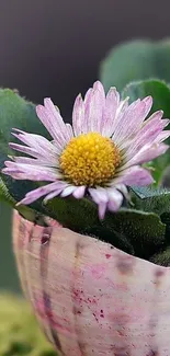 Daisy nestled in a seashell with lush green leaves.