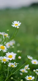 A serene field of daisies basking in the green meadow.