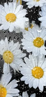 White daisy flowers with raindrops on a dark background.