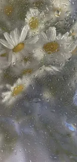 Daisies behind rain-covered glass in soft focus.