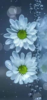 White daisies with water bubbles on a dark blue background wallpaper.