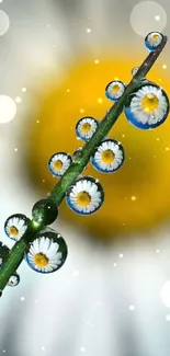 Macro view of daisies reflected in raindrops on a green stem with a blurred yellow daisy.