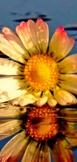 Vibrant daisy flower with water reflection.