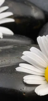 Mobile wallpaper with white daisies on black pebbles.