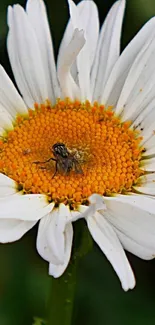 Closeup of a daisy with a fly on an orange and white flower.