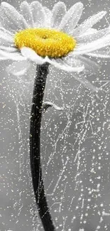 Black and white daisy with dewdrops on a blurred background.