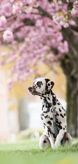 Dalmatian sitting under pink cherry blossoms.