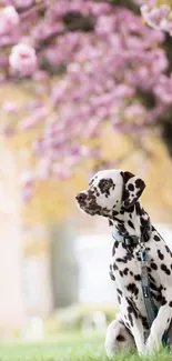 Dalmatian dog in garden with cherry blossoms on mobile wallpaper.