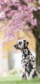 Dalmatian sitting under pink cherry blossoms.