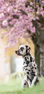 Dalmatian dog under pink blossom trees in a lush garden.