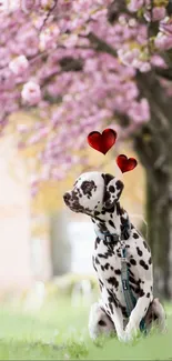 Dalmatian dog under cherry blossoms with red hearts.