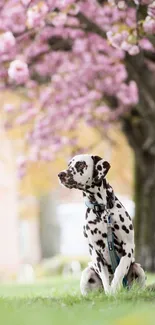 Dalmatian sits under cherry blossom trees in park.