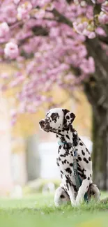 Dalmatian dog sitting under cherry blossoms in spring.