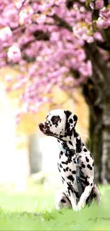 Dalmatian sitting in a field with pink cherry blossoms in the background.