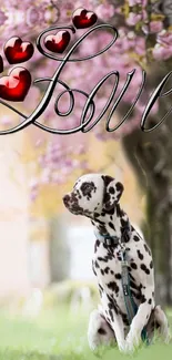 Dalmatian dog under cherry blossoms with love and hearts.