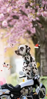 Dalmatian dog sitting on a motorbike under cherry blossoms with seasonal decor.