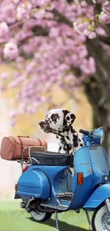 Dalmatian on a blue scooter beneath cherry blossoms.