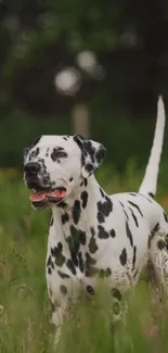 Dalmatian standing in lush green field.