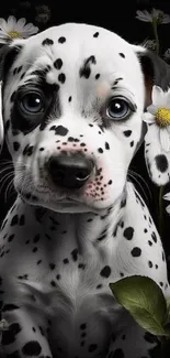 Dalmatian puppy with daisies, black background.