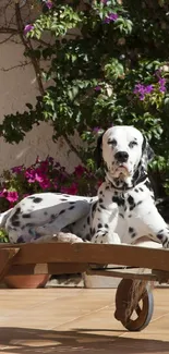 Dalmatian lounging outdoors on a sunny day with flowers.