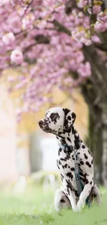 Dalmatian dog sitting under pink cherry blossom trees.