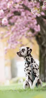 Dalmatian dog under pink cherry blossoms, perfect for a serene mobile wallpaper.