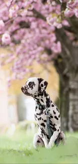 Dalmatian puppy sits under pink cherry blossoms in a serene setting.