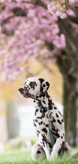 Dalmatian dog sitting under cherry blossoms in a lush garden.