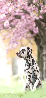 Dalmatian under cherry blossoms in spring light.