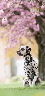 Dalmatian sits under cherry blossom trees with heart decorations overhead.