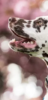 Dalmatian dog against cherry blossom backdrop.