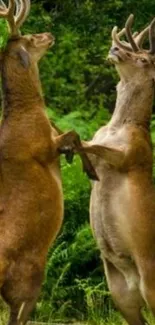 Two deer dancing playfully in a lush, green forest setting.