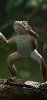 Playful dancing frog on a log in a green forest setting.