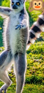 Lemur standing playfully on green grass in a bright nature setting.