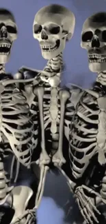 Three dancing skeletons on a gray background wallpaper.